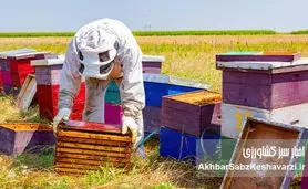 برخی سموم کشاورزی آفت صنعت زنبورداری است