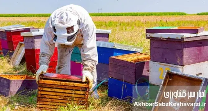 برخی سموم کشاورزی آفت صنعت زنبورداری است