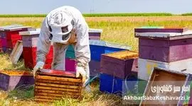 برخی سموم کشاورزی آفت صنعت زنبورداری است