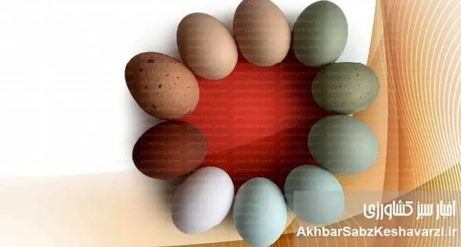 چرا تخم‌مرغ‌ها رنگارنگند؟ راز رنگ‌های مختلف پوسته تخم‌مرغ فاش شد!