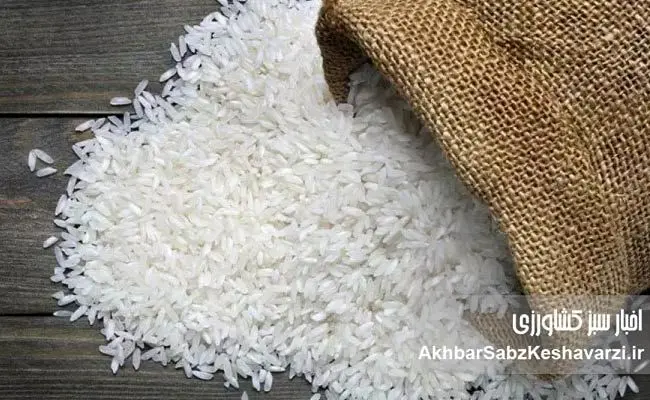 نگرانی‌ها از افزایش قیمت برنج/ آیا سفره‌های ایرانی کوچک‌تر می‌شوند؟