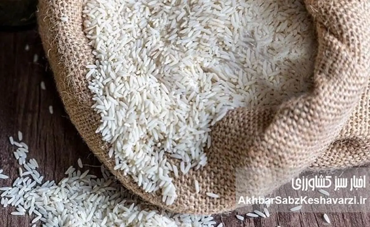 چینی‌زاسیون برنج ایران با محوریت تات؛ آیا بذرهای ایرانی قربانی مهندسی چینی می‌شوند؟