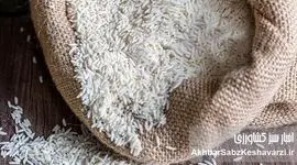 چینی‌زاسیون برنج ایران با محوریت تات؛ آیا بذرهای ایرانی قربانی مهندسی چینی می‌شوند؟