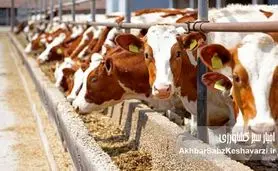 تب برفکی، گزارش‌های جعلی و پیامدهای سیاسی و اقتصادی ناکارآمدی مدیریت