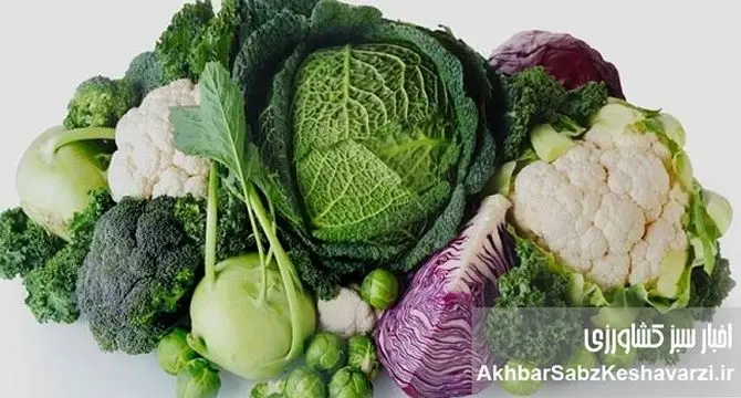 چربی شکمی با این سبزیجات معجزه‌آسا آب می‌شود | راهنمای جامع تغذیه