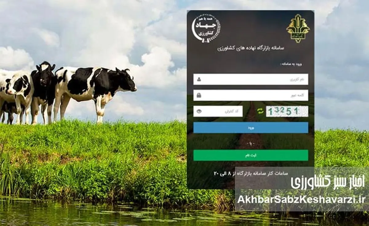 سامانه بازارگاه عرضهکننده ذرت ندارد، دامها گرسنهاند؛ کشور در آستانه بحران
