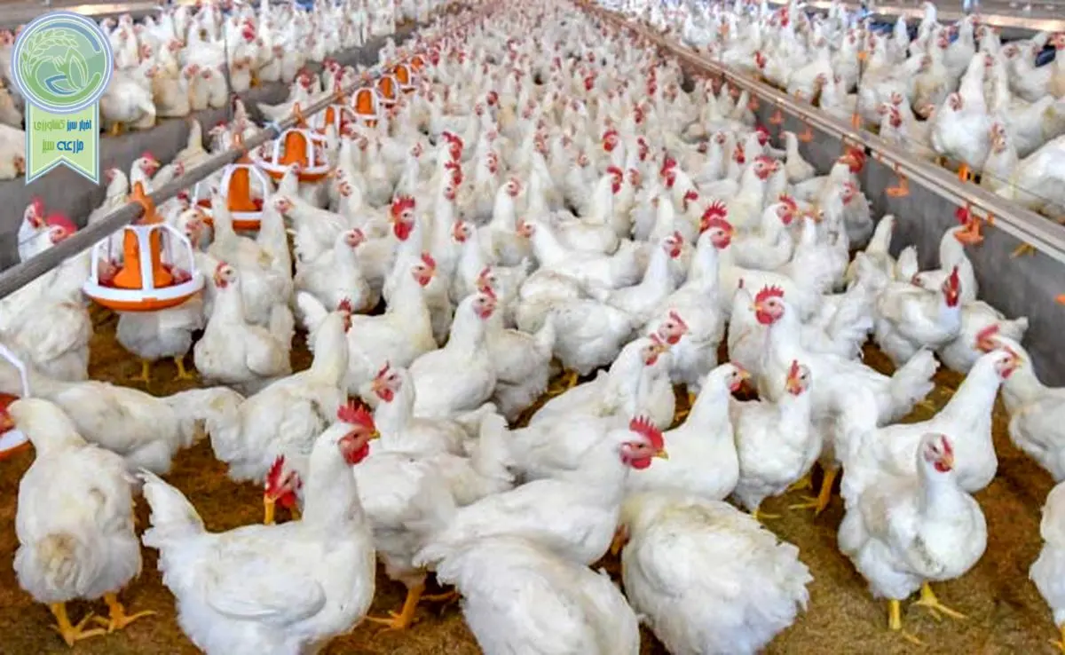 ضرر ۴ هزار و ۵۰۰ میلیارد تومانی مرغداران در 40 روز

