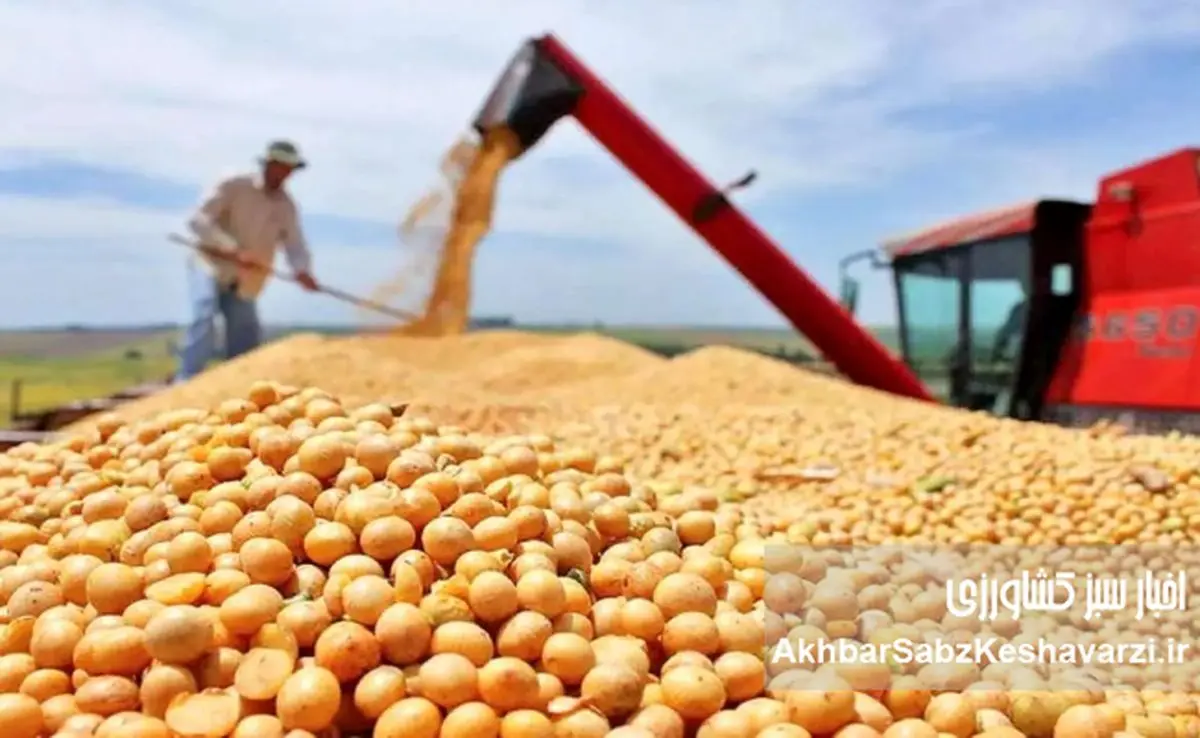 ارز ارزان و تولید گران؛ داستان پرهزینه نهاده‌های دامی