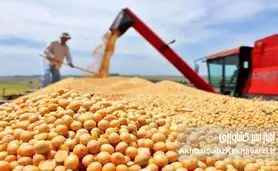 ارز ارزان و تولید گران؛ داستان پرهزینه نهاده‌های دامی