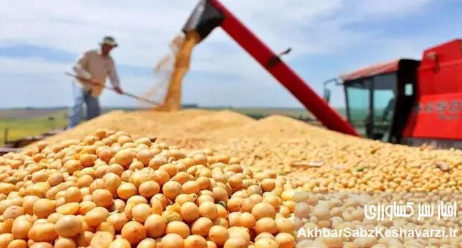 ارز ارزان و تولید گران؛ داستان پرهزینه نهاده‌های دامی