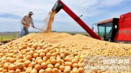 ارز ارزان و تولید گران؛ داستان پرهزینه نهاده‌های دامی