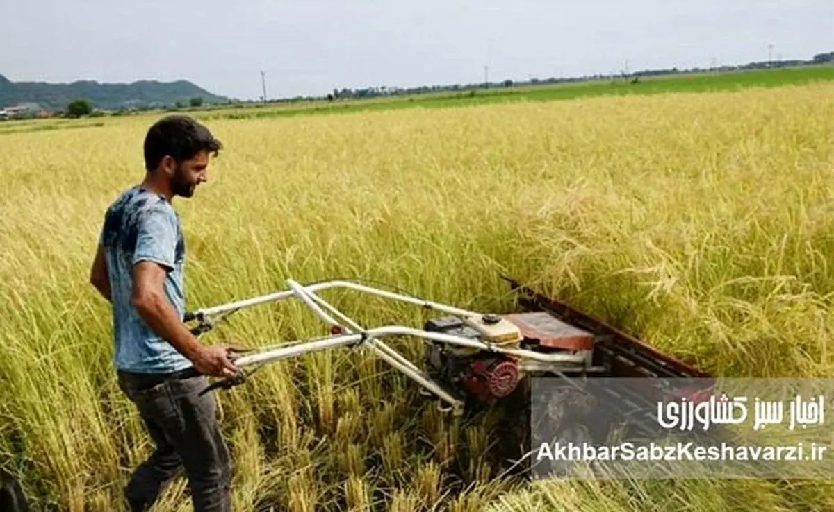 فارغ‌التحصیلان کشاورزی، بیکار؛ مزارع کشور، سنتی