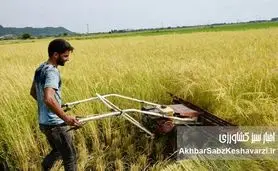 فارغ‌التحصیلان کشاورزی، بیکار؛ مزارع کشور، سنتی