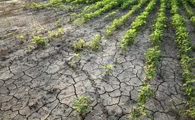 چگونه طیف‌سنجی خاک، کشاورزی گامبیا را متحول می‌کند