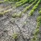 چگونه طیف‌سنجی خاک، کشاورزی گامبیا را متحول می‌کند