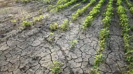 چگونه طیف‌سنجی خاک، کشاورزی گامبیا را متحول می‌کند
