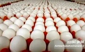 قیمت جدید تخم‌مرغ اعلام شد؛ هر شانه چند هزار تومان؟
