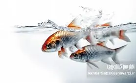 سورتینگ ماهی؛ راز رشد یکنواخت و کاهش تلفات در پرورش ماهی