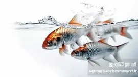 سورتینگ ماهی؛ راز رشد یکنواخت و کاهش تلفات در پرورش ماهی
