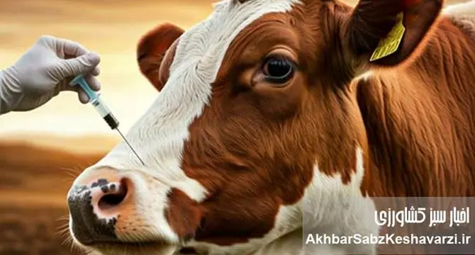 سویه جدید تب برفکی، تهدیدی برای شیر کشور