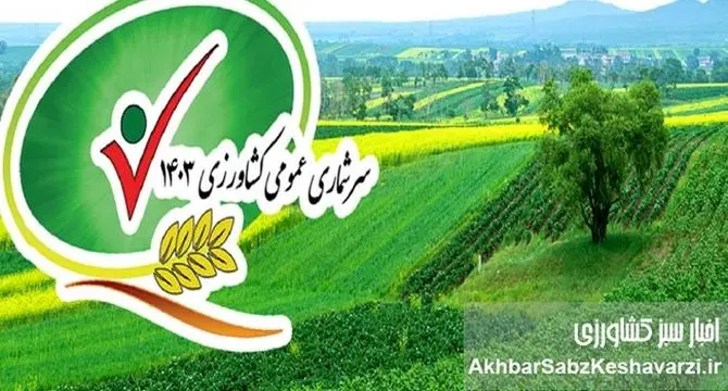 حاشیه‌ای بر گزارش سرشماری کشاورزی 1403: افزایش سطح کشت گندم و چالش‌های پایداری تولید