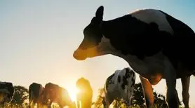 ثبت نام در انجمن‌های کشاورزی حیوانات در کالیفرنیا