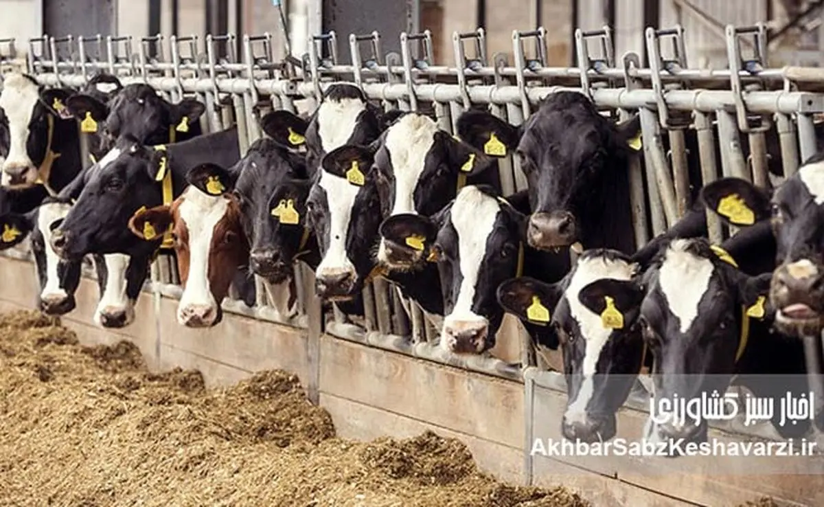 بحران تب برفکی؛ از قصور مدیریتی تا تهدید امنیت غذایی