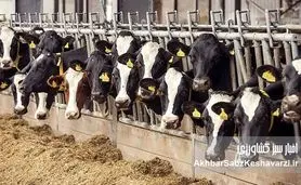 بحران تب برفکی؛ از قصور مدیریتی تا تهدید امنیت غذایی