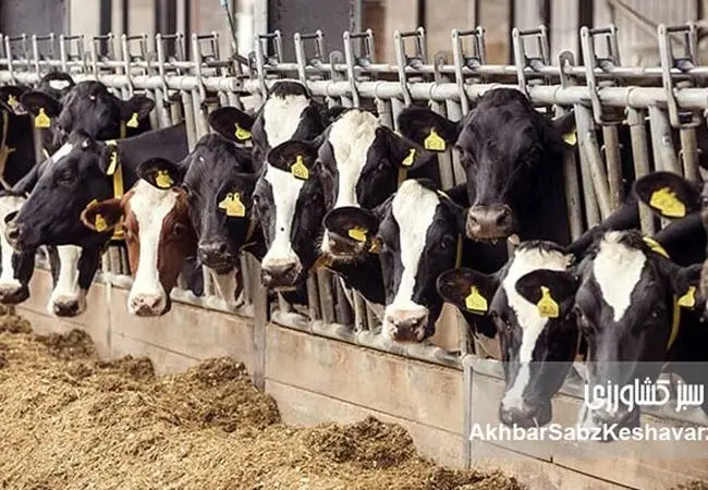 بحران تب برفکی؛ از قصور مدیریتی تا تهدید امنیت غذایی