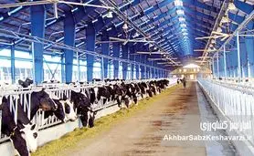 پایان ارز ترجیحی؛ آزمون بزرگ دولت در حمایت واقعی از تولید