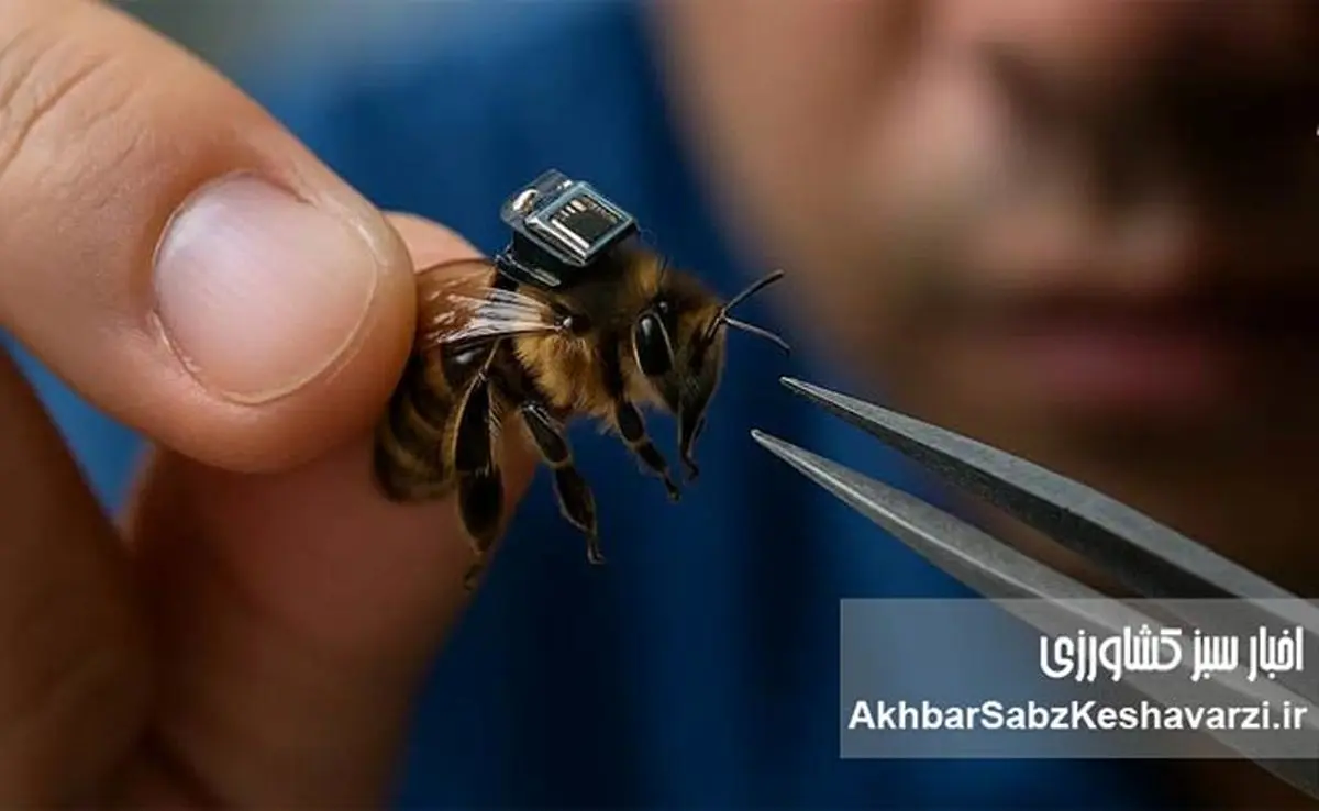 زنبورها در خدمت فناوری و انسان: آیندهای نوآورانه در دنیای بینظیر حشرات