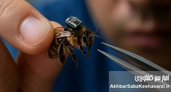 زنبورها در خدمت فناوری و انسان: آینده‌ای نوآورانه در دنیای بی‌نظیر حشرات