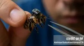 زنبورها در خدمت فناوری و انسان: آینده‌ای نوآورانه در دنیای بی‌نظیر حشرات