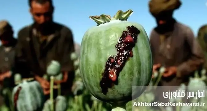 دسترسی آسان شربت تریاک؛ از داروخانه تا ناصرخسرو!
