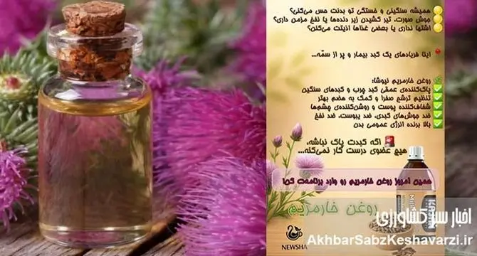 اکسیر جادویی برای کبد شما: روغن خار مریم
