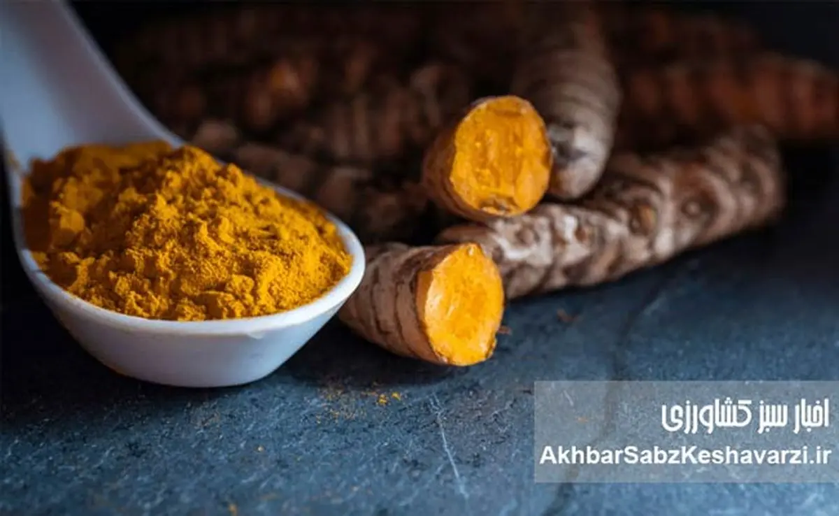 راز یک ادویه طلایی: آیا زردچوبه کلید مبارزه با کبد چرب و دیابت نوع ۲ است؟