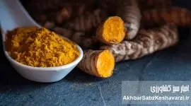 راز یک ادویه طلایی: آیا زردچوبه کلید مبارزه با کبد چرب و دیابت نوع ۲ است؟