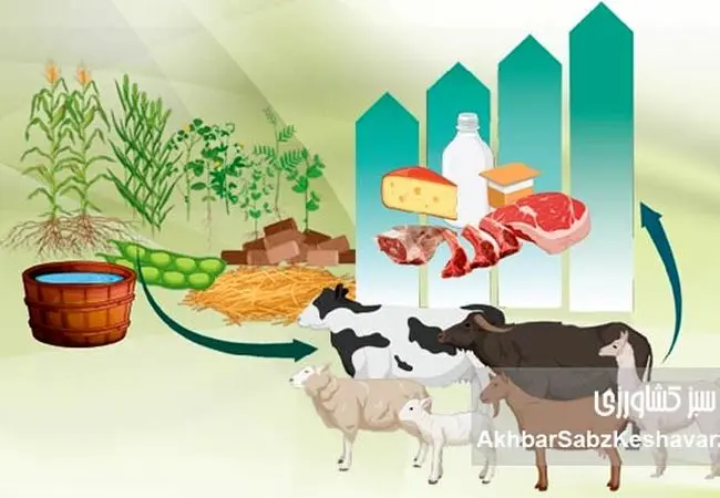 بی‌توجهی به اشتها و غذاخوردن دام؛ عامل پنهان افت تولید شیر