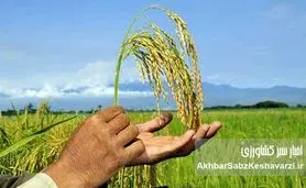 ​عضو مجمع نمایندگان گیلان: واردکنندگان واقعیت «تولید برنج» را نادیده می‌گیرند!