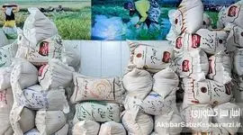قیمت برنج ۴۰۰ هزار تومانی در راه است؟ وعده وزیر جهاد کشاورزی چه شد؟