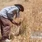 نرخ جدید خرید تضمینی گندم برای سال زراعی ۱۴۰۵ اعلام شد: افزایش ۴۴ درصدی قیمت