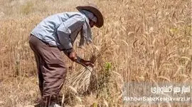 نرخ جدید خرید تضمینی گندم برای سال زراعی ۱۴۰۵ اعلام شد: افزایش ۴۴ درصدی قیمت