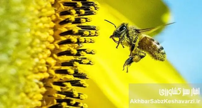 ۳۱ مرداد روز ملی عسل؛ جشن شیرینی دسترنج زنبورداران ایران