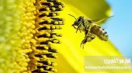 ۳۱ مرداد روز ملی عسل؛ جشن شیرینی دسترنج زنبورداران ایران