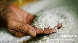 پشت‌پرده خرید برنج تقلبی از هند؛ معامله یا رانت؟