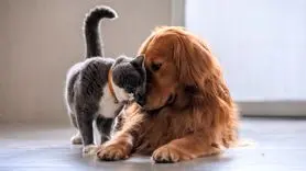 بهترین راهکار ها برای کنار آمدن گربه خانگی شما با یک حیوان جدید در خانه