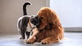 بهترین راهکار ها برای کنار آمدن گربه خانگی شما با یک حیوان جدید در خانه