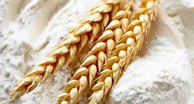 آگاه‌سازی مردم، تولید و مصرف آرد و نان کامل را افزایش می‌دهد

