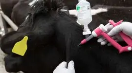 تب برفکی و سناریوی شوکه‌کننده انتقال عمدی