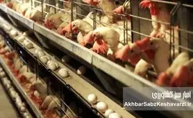  فریاد مرغداران از گرسنگی طیور: «آقای وزیر جهاد به مردم دروغ نگویید!» | بحران نهاده‌های دامی و سوءمدیریت+ویدئو